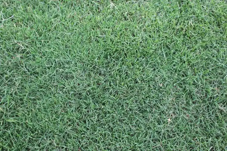 一年生早熟禾草坪草种