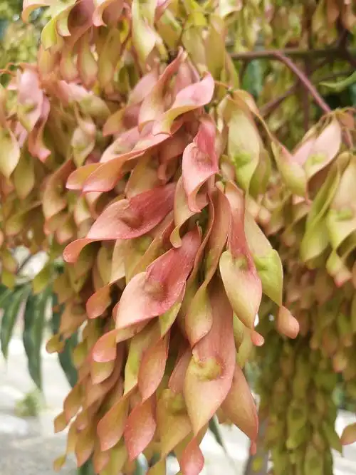 春树种子,又叫春牌.