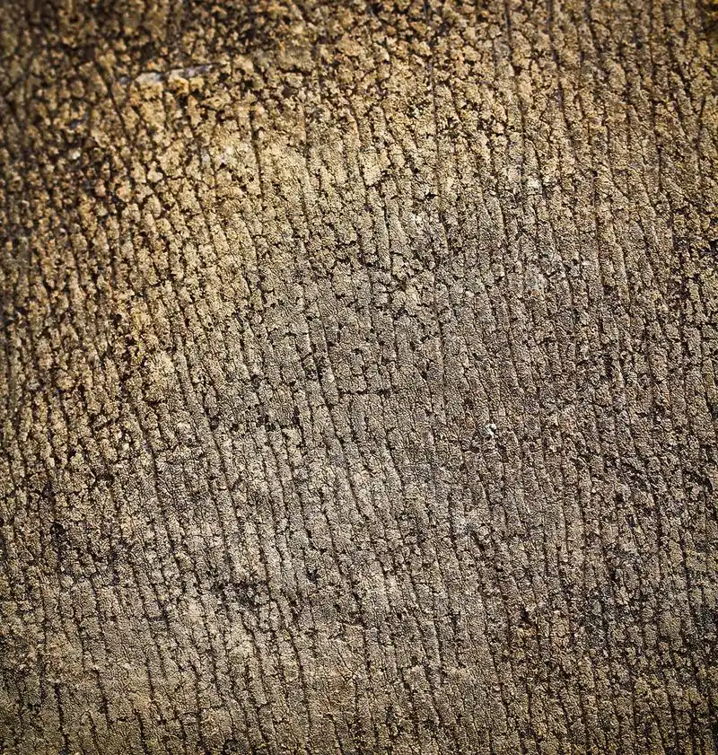 犀牛皮,犀牛皮肤纹理背景