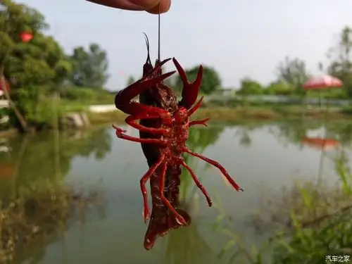 周末放松心情 开嘉悦带娃去钓小龙虾