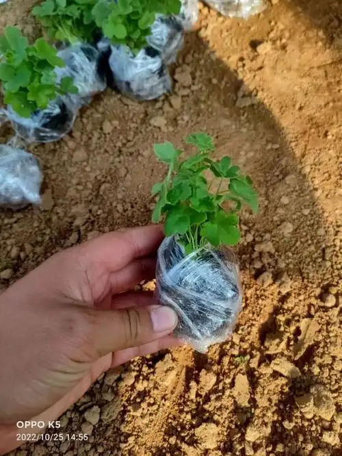 大花飞燕草1888盆