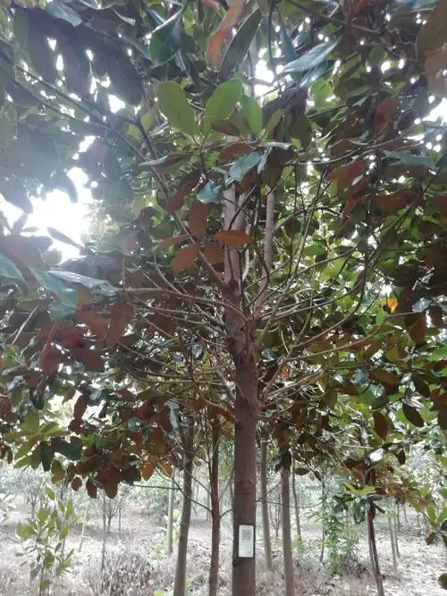 胸径(1.0m径):8.0厘米广玉兰