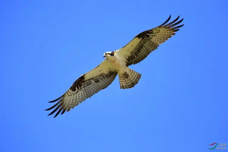 大鹏展翅-翱翔在蓝天中的鹞鹰