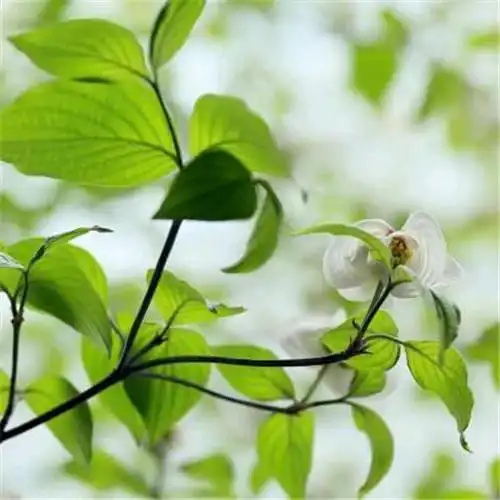 素雅清新花朵头像 花的头像 风景 清新 淡雅_植物头像_头像屋