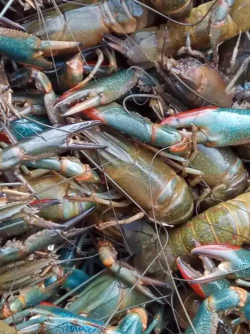 >>> 澳洲淡水龙虾供应列表