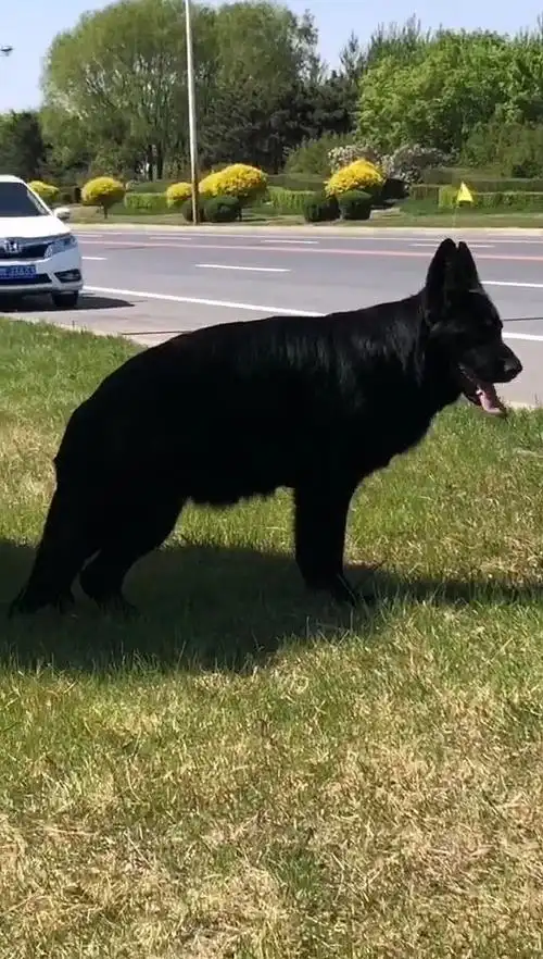 纯正黑德牧的美7815