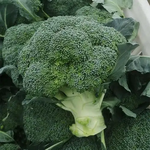 西兰兰花种子抗寒曼陀绿青青花菜蔬菜苗冬季家庭园艺种子