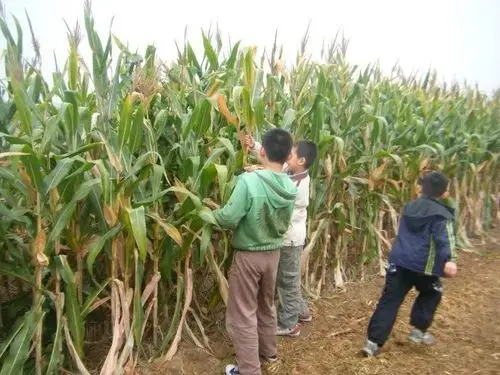 "他妈妈边拉他边嚷嚷着.开始不久,有个小男孩哭闹起来,任凭妈妈怎么