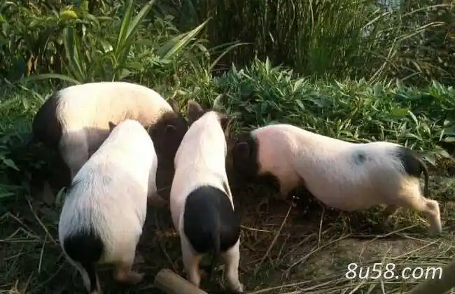 黔东南香猪的做法(香猪的做法大全窍门)