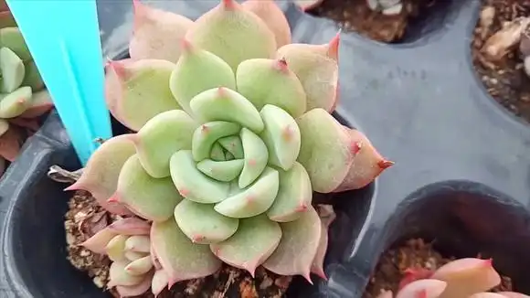 多肉艾丽卡,名字好听,长得也是让人看一眼就喜欢-vlog视频-搜狐视频