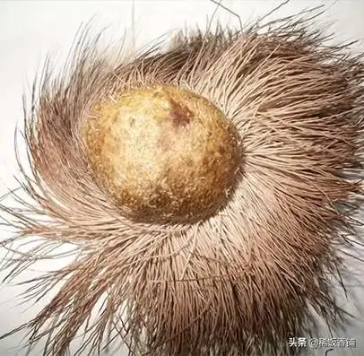 麝香是什么动物身上的哪个部位