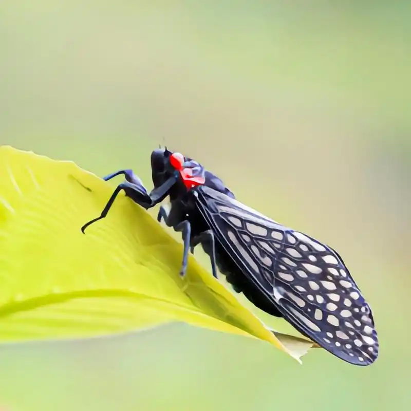 每天认识一种昆虫——中华红眼蝉 中华红眼蝉体长约3-4厘米,通体漆黑