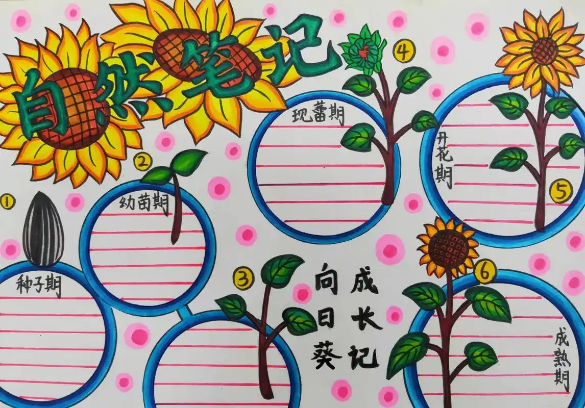 向日葵自然笔记90植物自然笔记 #原创# #自然笔记# #植物自然笔记