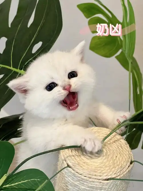 新出生一窝银渐层宝宝找有新主人