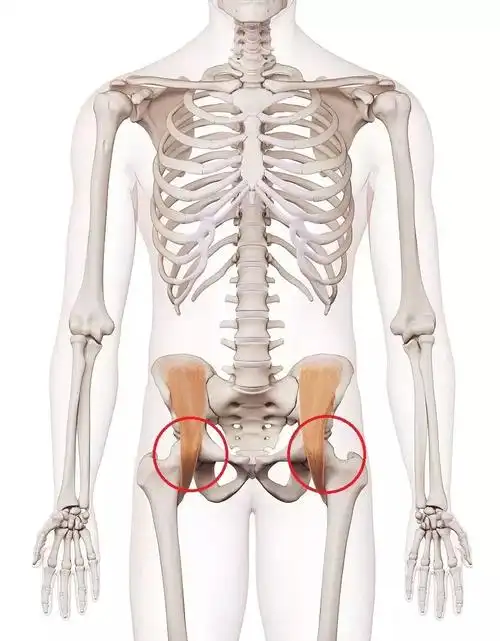 髋关节在哪?长什么样?