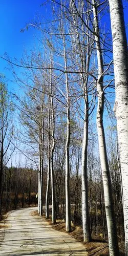 白杨- 花粉随手拍 花粉俱乐部
