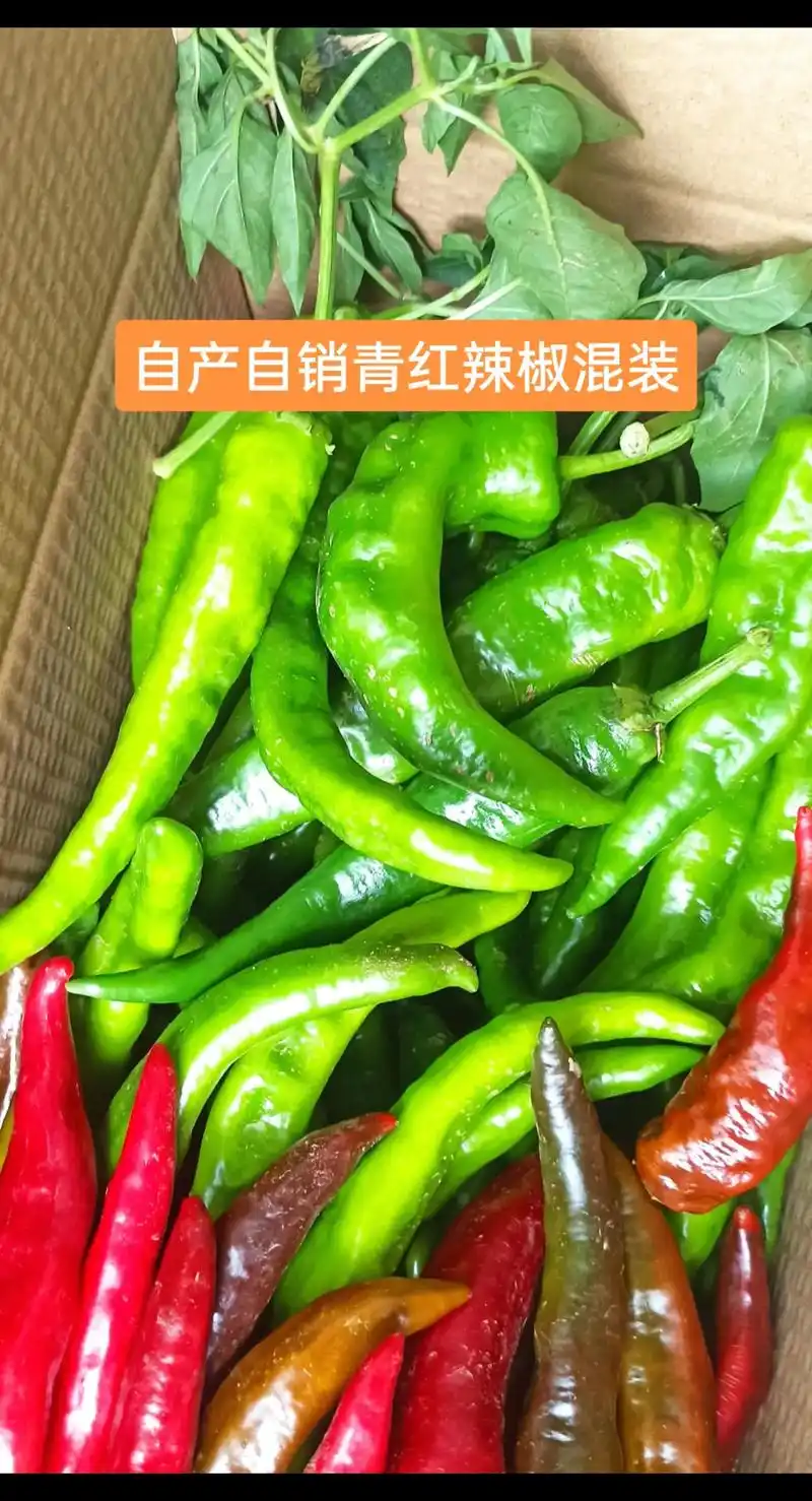 湖北自产自销现摘现发青红辣椒新鲜土辣椒#无辣不欢 #农村美食 - 抖音