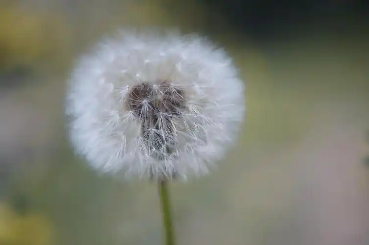 《成熟的蒲公英》