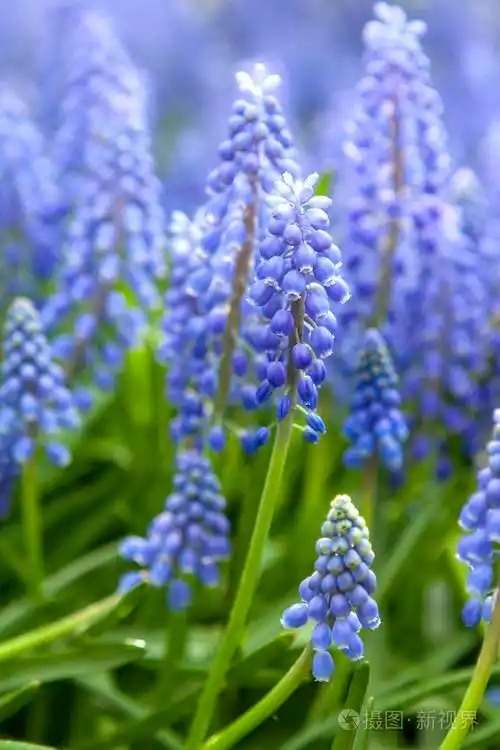 蓝色风信子花特写