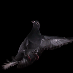 绝对不敢动手动脚的姑娘规规矩矩午间动态图