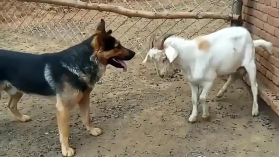 养了一只有脾气的羊,动不动就要跟狗狗开打,真是难为狗狗了