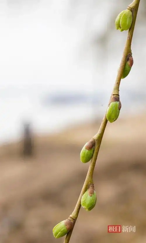 柳树发芽吐新绿春天的脚步近了