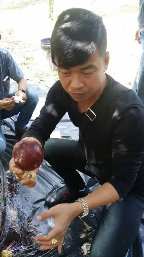 大马豆花佬为赚钱不折手段杀生卖河猪枣?