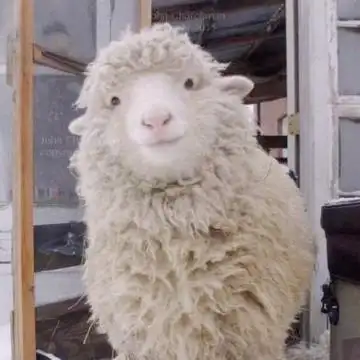 微信朋友圈搞笑头像萌娃带个性搞怪文字头像