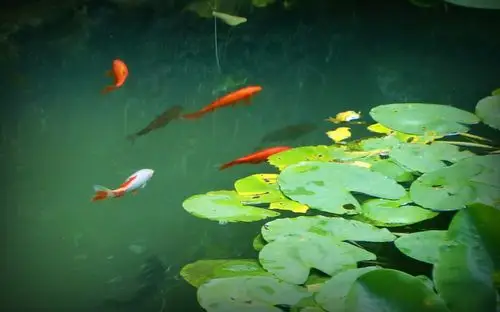 西湖花港,虎跑——观鱼