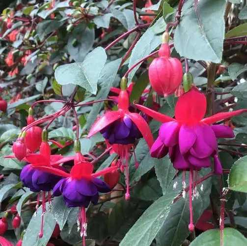 原创倒挂金钟没花苞只要满足1个条件就可以开始催花了