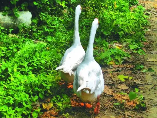 两只鹅的爱情故事,原来发生在江山