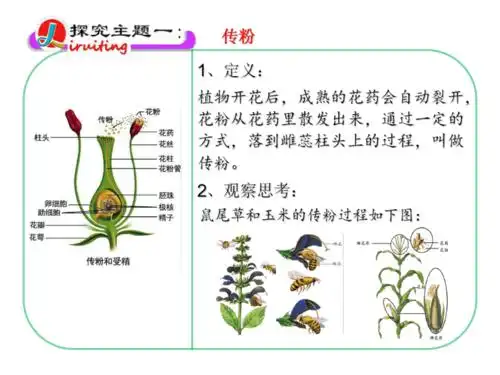 412传粉与受精课件济南版八年级上册生物共27张ppt