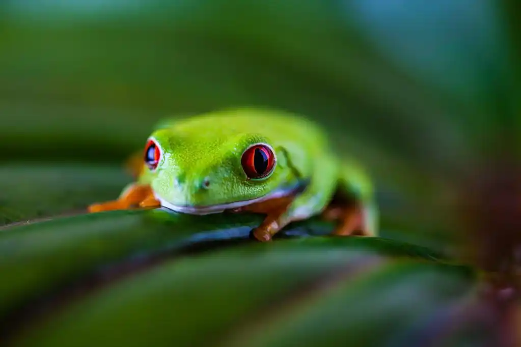 美丽多彩的青蛙,充满异国情调的青蛙