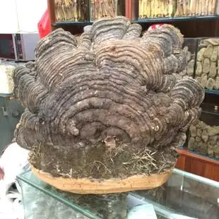 搜索野生灵芝相关_传统滋补营养品分类_按热销排行排序的商品10000元