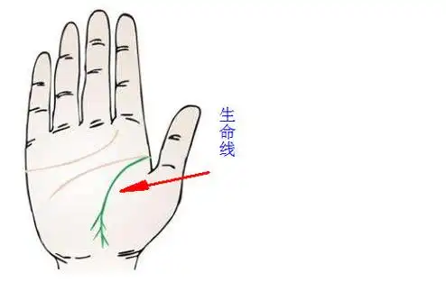 手掌纹路图解女士生命线短是什么意思