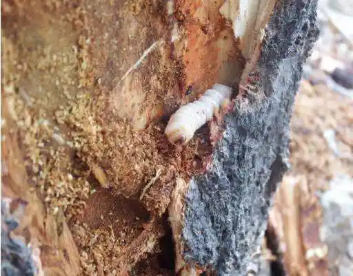 大樱桃树虫害防治措施_红颈天牛