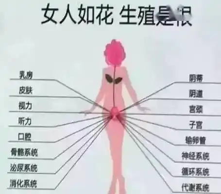 雌激素和女性的一生关联,主要促进女性生殖器官的发育和第二性征的