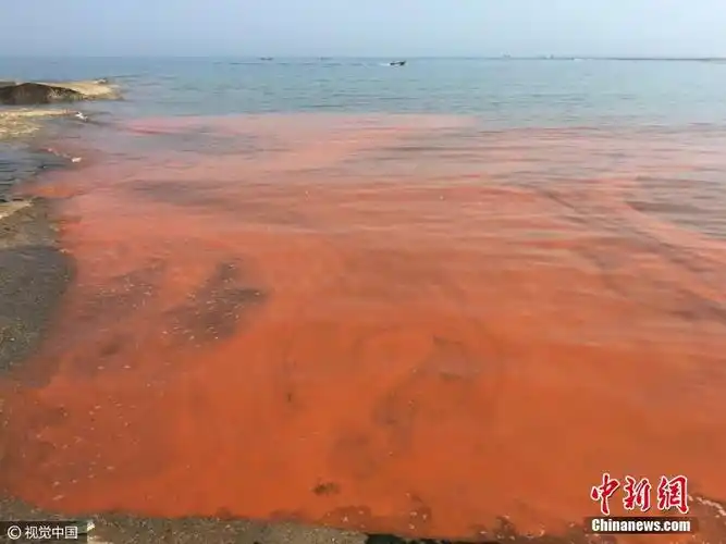 山东日照海边现赤潮现象