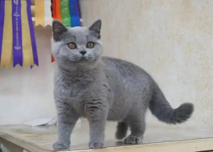 蓝猫妹妹四个月有喜欢的吗