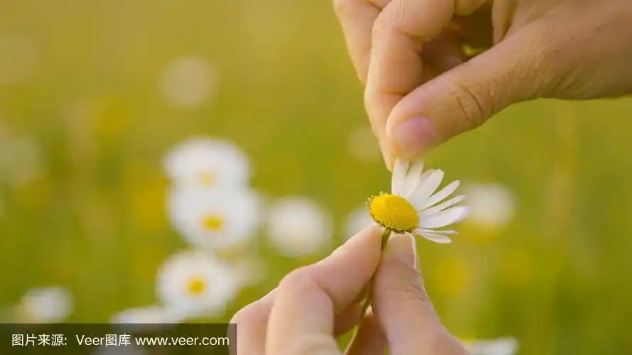 人的手从花上摘下花瓣
