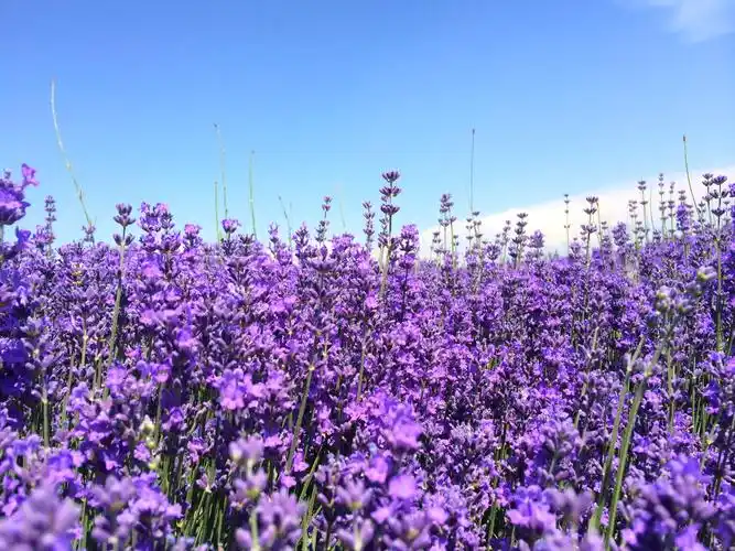普罗旺斯花海朦胧薰衣草图片