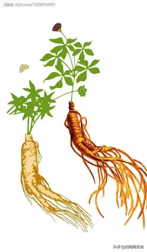 雪人参白话中药人参