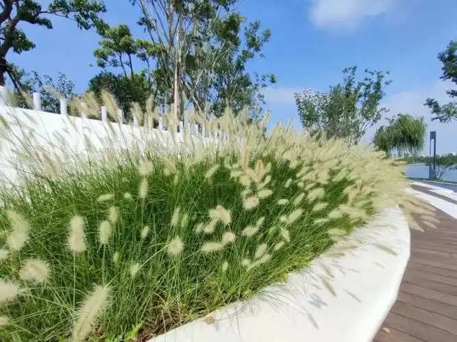 秋季上海之鱼内的这些观赏草你都认识吗