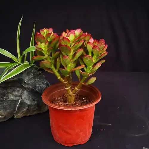 玉树多肉姬红花月红叶盆栽老桩小叶新手栽好多肉植物
