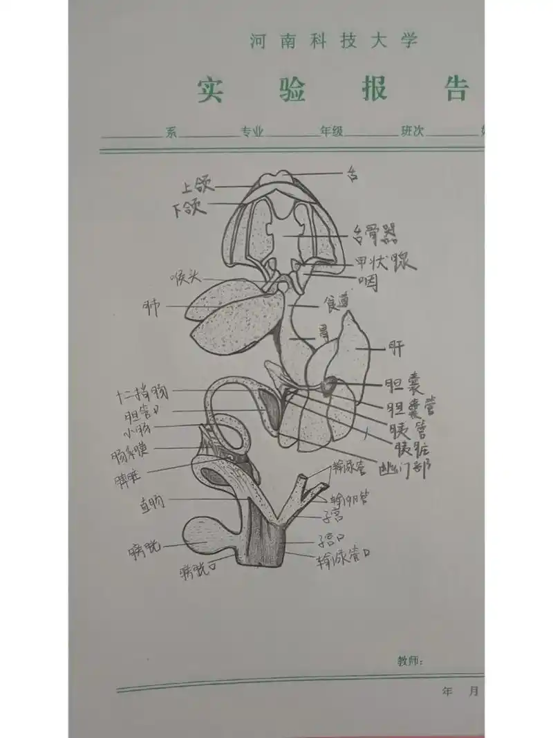 解剖图实验报告 牛蛙消化系统示意图