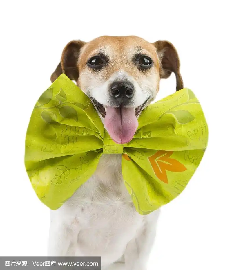 狗的脖子上有一个有趣的大蝴蝶结