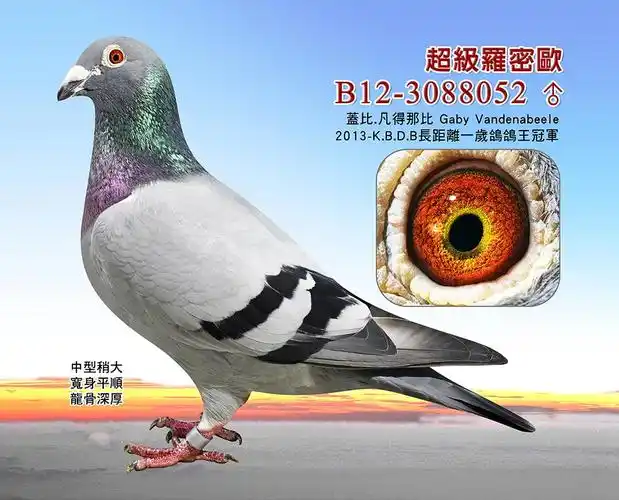 这可能是关于盖比大名鸽闪电号前世今生最齐全的资料