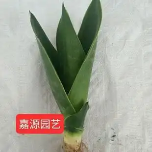 稀有虎皮兰