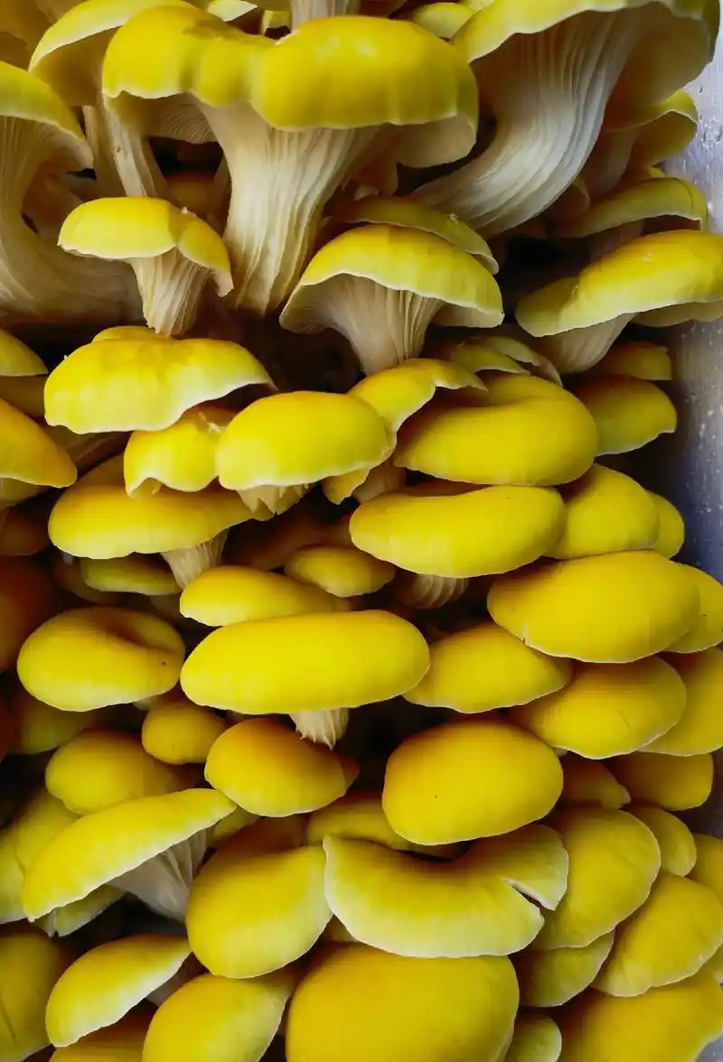 榆黄蘑,学名金顶侧耳,又名黄蘑,东北地区主要菇类种植品种,味 - 抖音