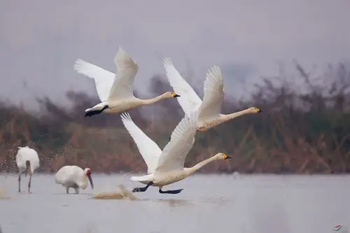 鄱阳湖的小天鹅